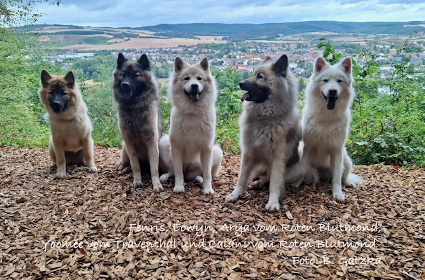 Eurasier Foto
