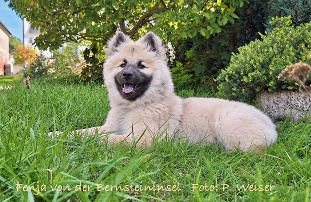 Eurasier Foto