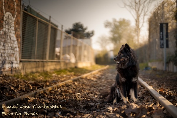 Eurasier Foto
