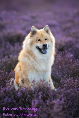 Eurasier Foto