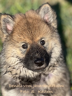 Eurasier Foto