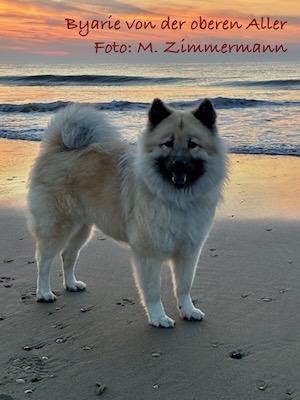 Eurasier Foto