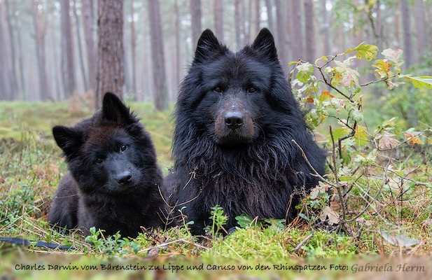 Eurasier Foto