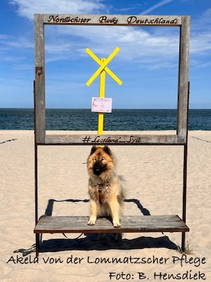Eurasier Foto