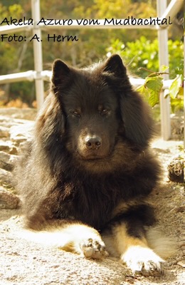 Eurasier Foto