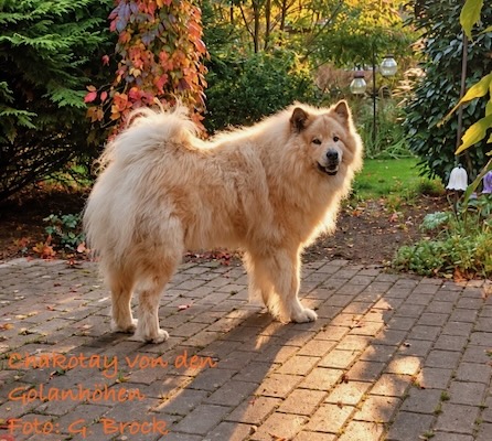 Eurasier Foto