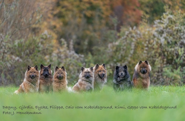 Eurasier Foto