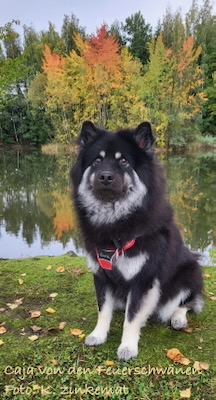 Eurasier Foto